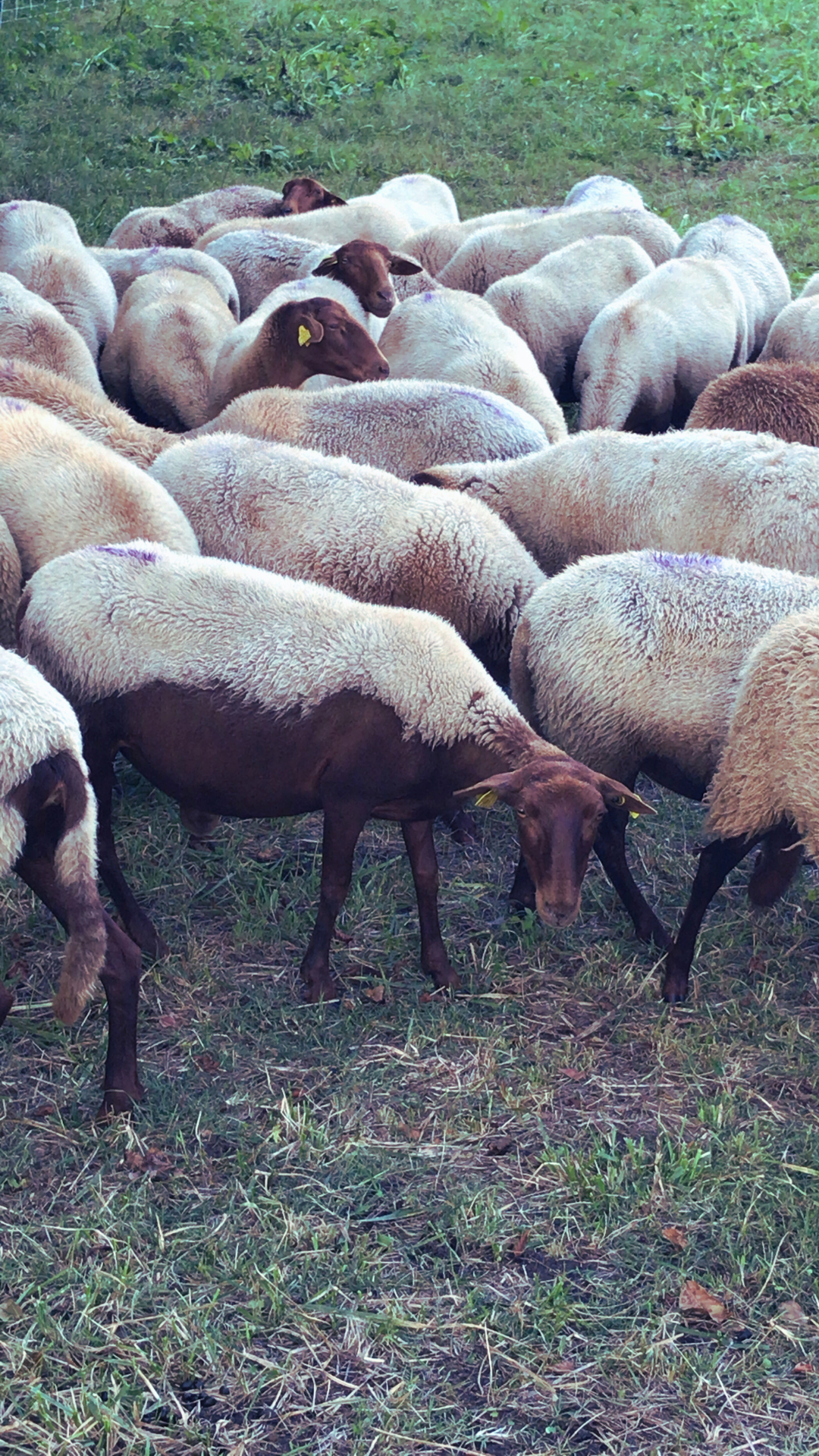 agneau-nourris-a-l-herbe