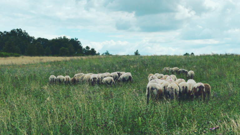 biodiversite-et-pastoralisme