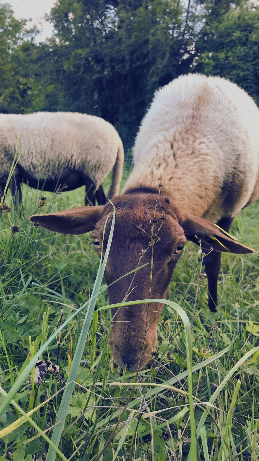 mouton-race-solognote