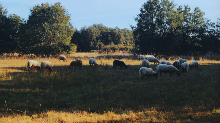 moutons-berger-viande-agneau
