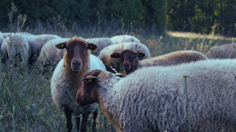 moutons-race-solognote